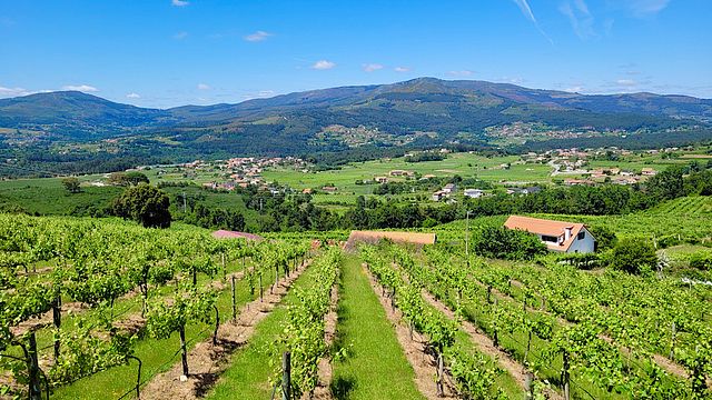 Monção & Melgaço | The Essence of Alvarinho