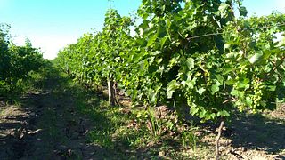 Visita e degustazione a Crama Annwine