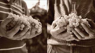 Le Volpere Winery