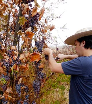 Dégustation de vins et visite chez Villalobos Wines