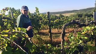 Balaton Bubbles & SparkArt Terrace Tasting