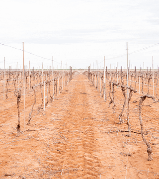 Degustazione di vini e visita ai vigneti di Oswald