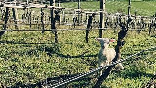 Degustação de vinhos e passeio em Hopesgrove