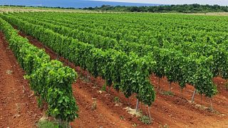 Degustazione di vini Pervino
