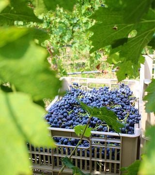 Degustação de vinhos e tour em Santa Sofia