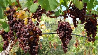 Estasi Wine Tasting Experience