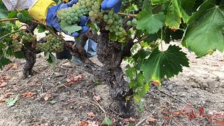 Vinprovning och rundtur på Quinta Dos Termos