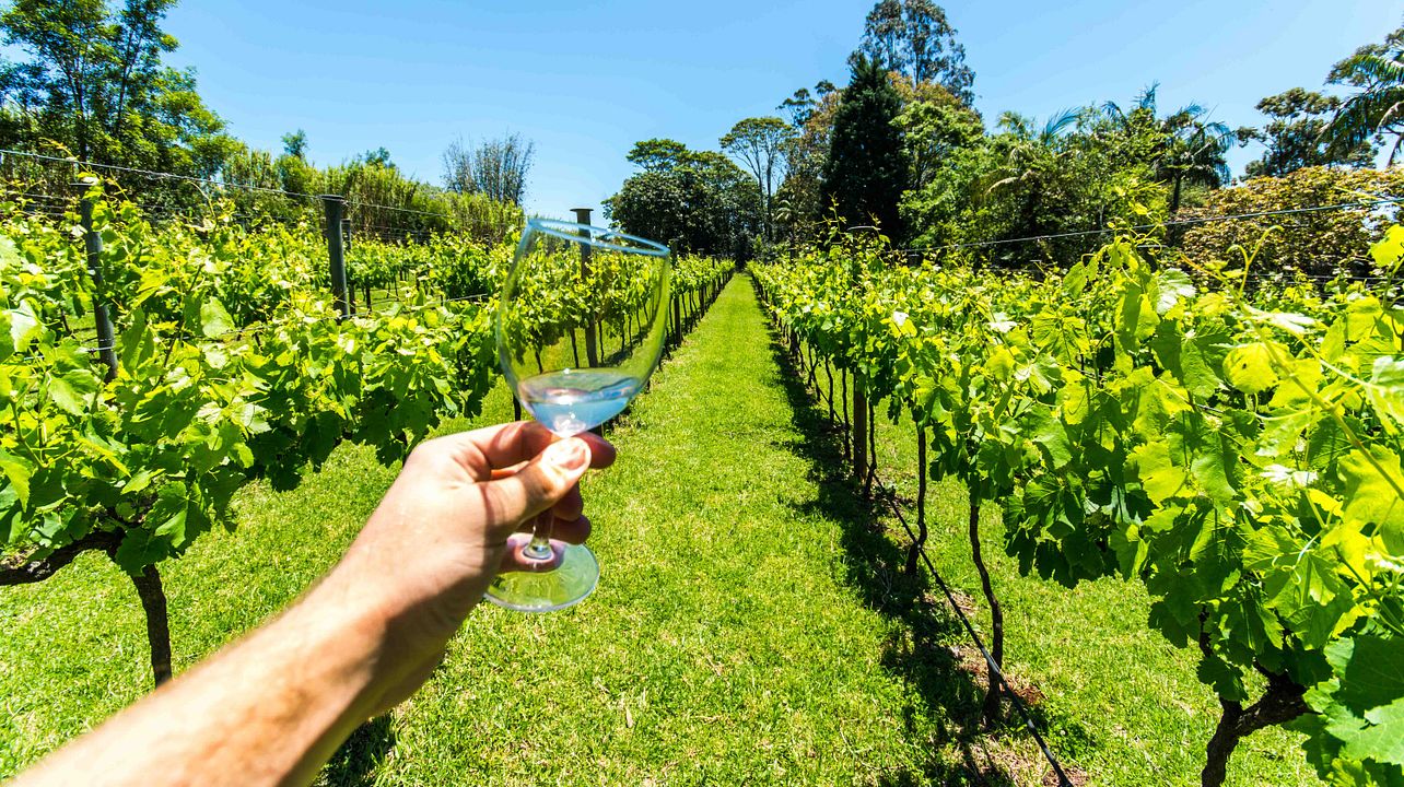 Excursion d'une journée complète dans les vignobles de Tamborine Mountain - Brisbane - Gold Coast
