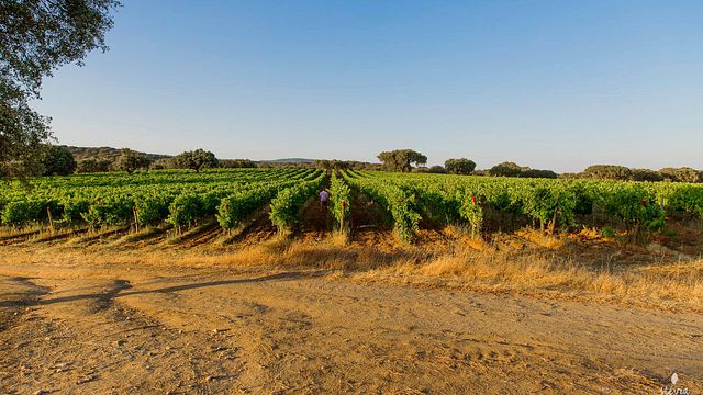 Visita alla fattoria e degustazione di vini