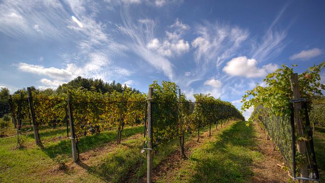 Piedmont Wine & Flavors Tour at Madonna dell'Uva