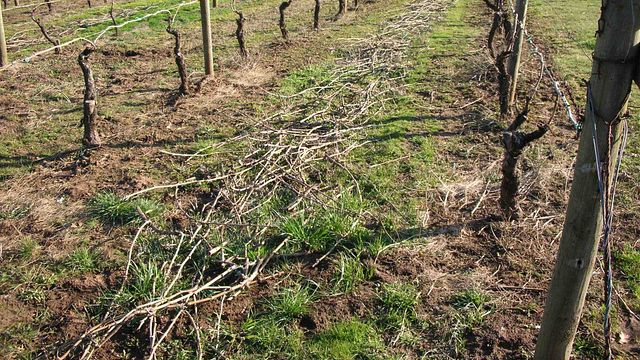 Degustação de vinhos e tour na Fattoria Le Sorgenti