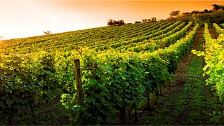 Villa Imperium Winery