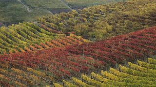 Azienda Agricola Pasquale Pelissero
