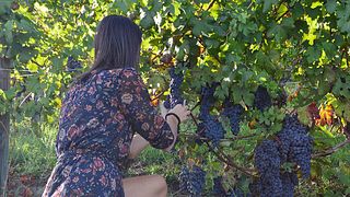 Wine tasting and tour at Dogliani Il Generale