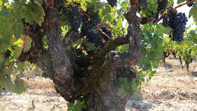 Weinprobe und Tour bei Graziano Family of Wines