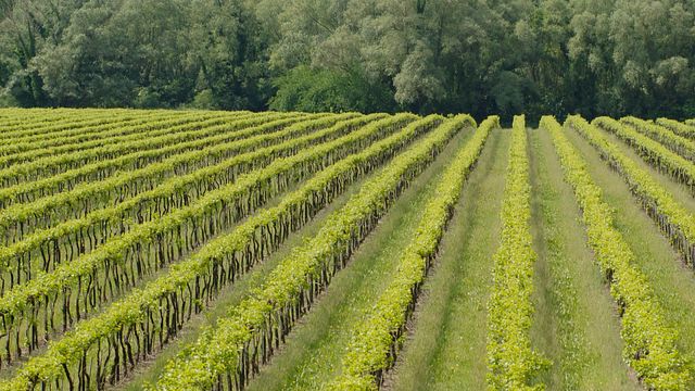 Degustação de vinhos e passeio no Le Rive