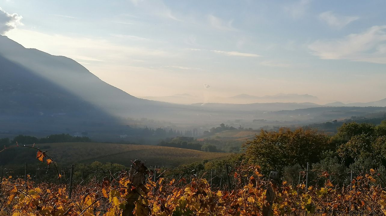 Experiencia básica en vinos en Cantina Pietreionne
