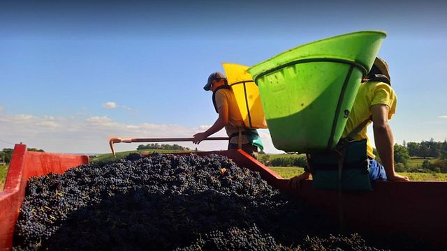 Degustação de vinhos e tour no Domaine du Tane