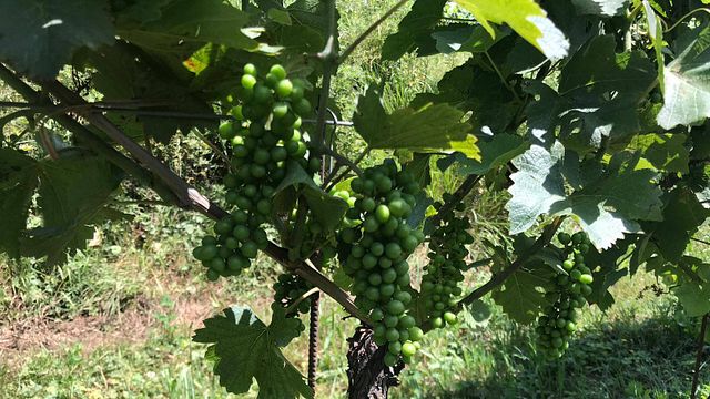 Dégustation de vins et visite de Gori Agricola