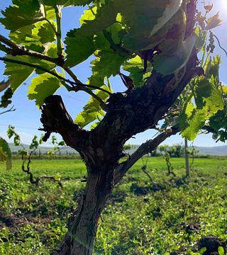 Cata de vinos y visita guiada en Tedo's Marani