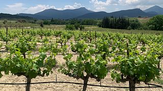 Excursión de un día a los viñedos de Nemea
