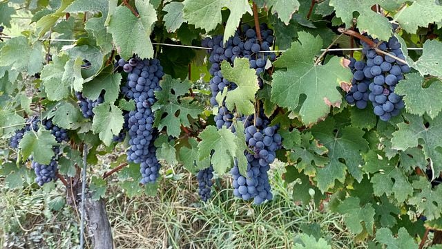 Degustación de vinos típicos de Cantina Olivero