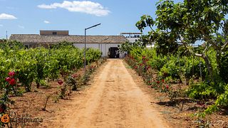 Visita, degustación y almuerzo en Tenuta Bastonaca