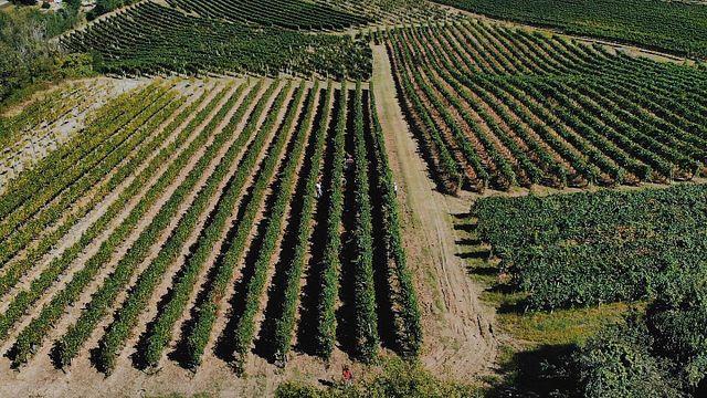 Veneto Vino Voyage: Prosecco & Vineyard Cellar Tour