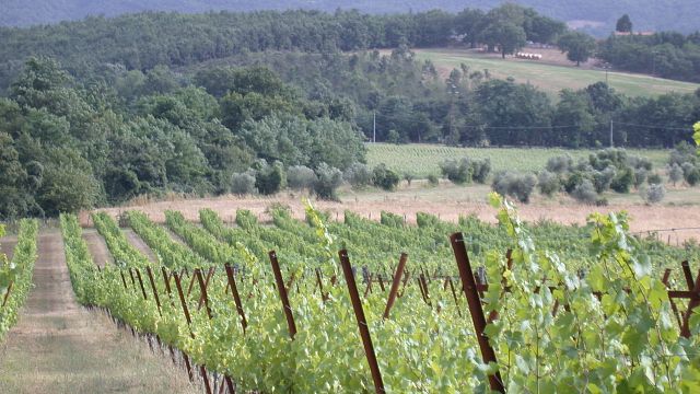 Degustação de vinhos e tour no Podere Riparbella