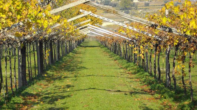 Quelle Belle Découverte de Vins à Tenute Fasoli Lorena