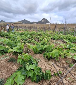 Fitapreta | New & Old Vineyards