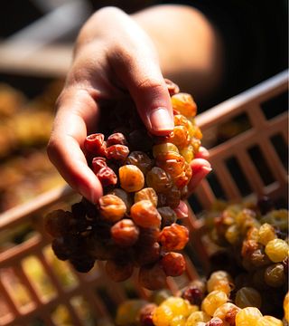 Explore Piedmont Wines & Cellars at Marenco
