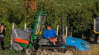 Azienda Agricola Pasquale Pelissero