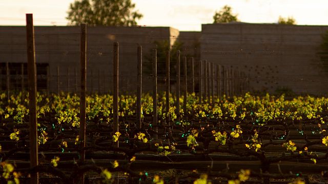 Degustação de vinhos e tour em Cuna De Tierra