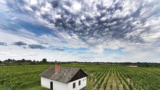Vojvodina Vineyards: Tonkovic Winery Tour & Tasting