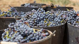 Tour dei vigneti, vinificazione e abbinamenti di vini locali per appassionati