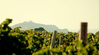 Sicily Wine Journey: Vineyard Walk & Tasting