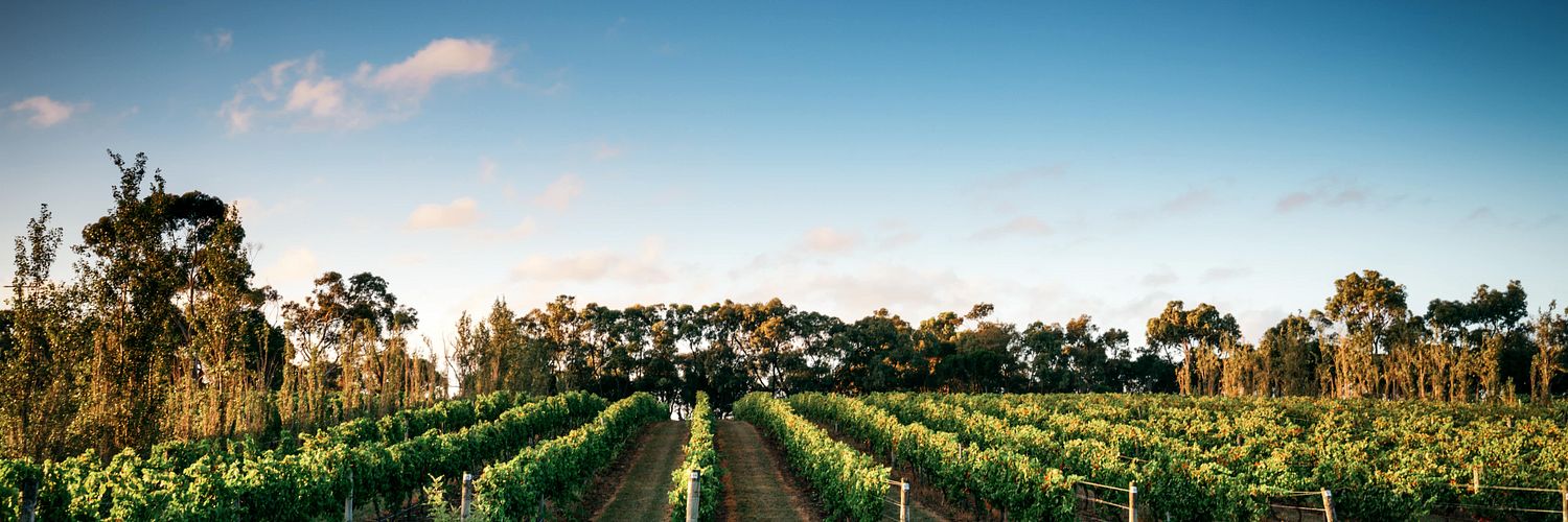 Webp.Scotchmans Hill - Day Vineyards