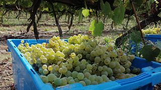 Prova de Vinhos Premium e Tour na Quinta do Carvalhão Torto