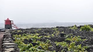 Uno, dos, Terroir: cata de vinos en Pico Island Wine Cooperative - Picowines
