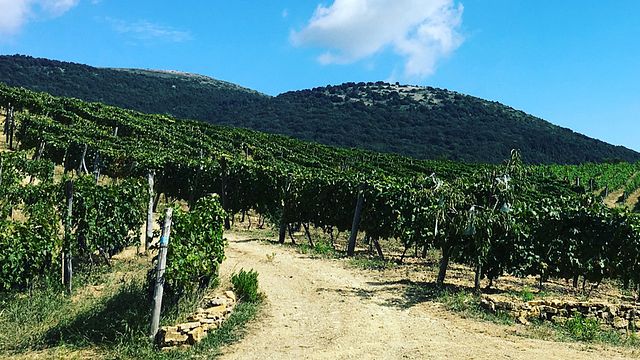 Campania's Cilento Wine & Olive Dream