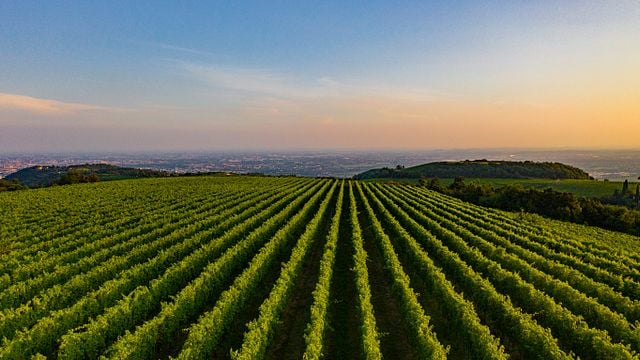 Nicolis Winery