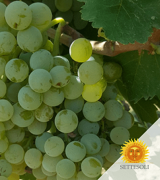 Weinprobe und Führung bei Cantine Settesoli