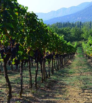 Vinprovning i Milicic Winery i Konavle, Dubrovnik