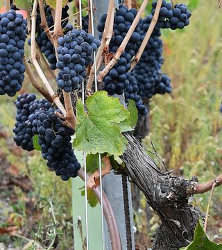 Tasting and Touring at La Source