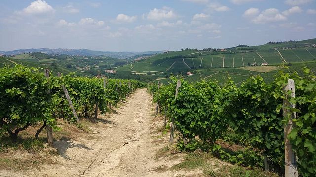 Dégustation de vins et visite à l'Azienda Agricola Pietro Rinaldi