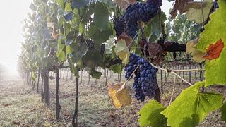 PODERE EMA BASIC & TOUR