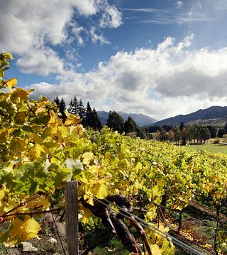 Degustação de vinhos e tour na Maude Wines