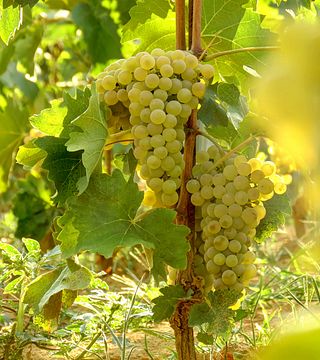 Dégustation de vins et visite à Vina Kosutic