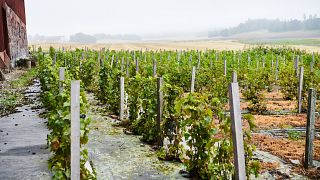 Weinprobe und Tour bei Blaxsta Wine